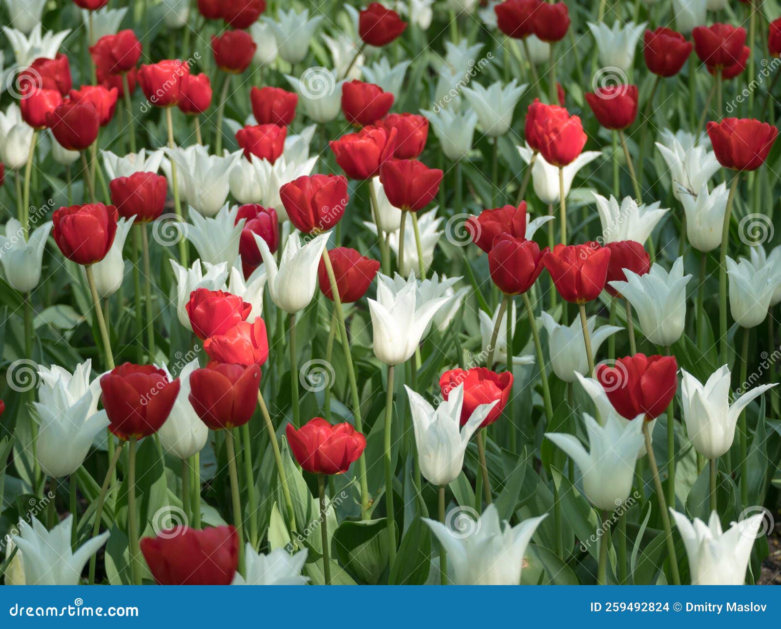 Red and White Tulips in the Spring Stock Photo Image of bloom