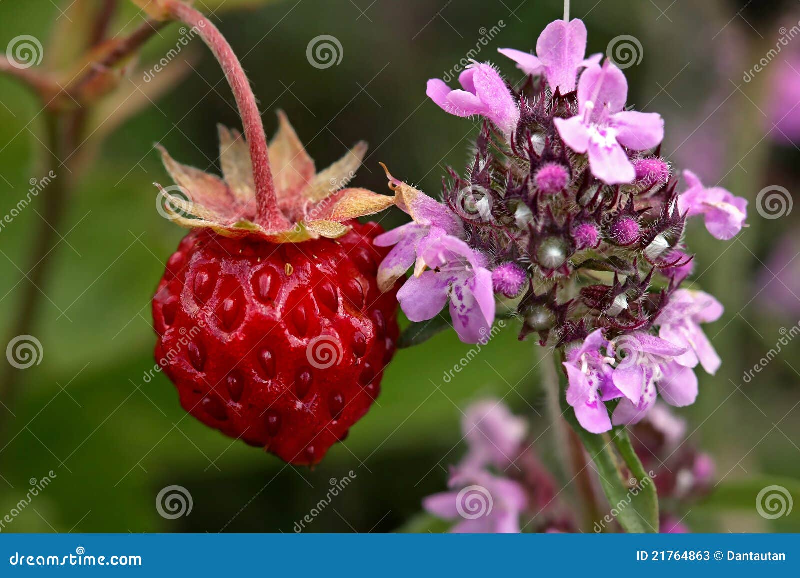 Red Wild Strawberry Near Scented Wild Thyme Stock Image Image of garden, flavorful 21764863