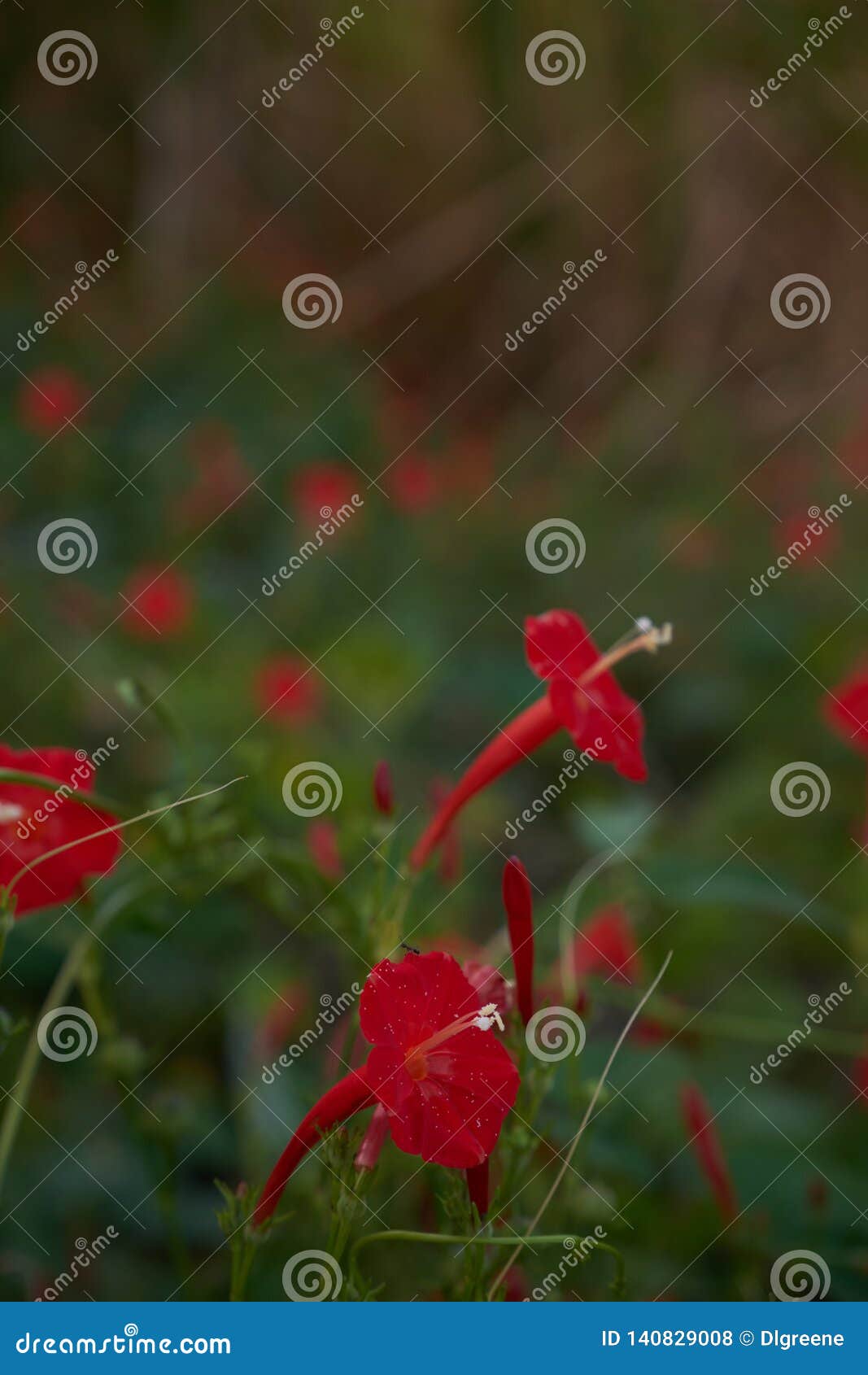 A Group of Red Wildflowers stock photo. Image of floral 140829008