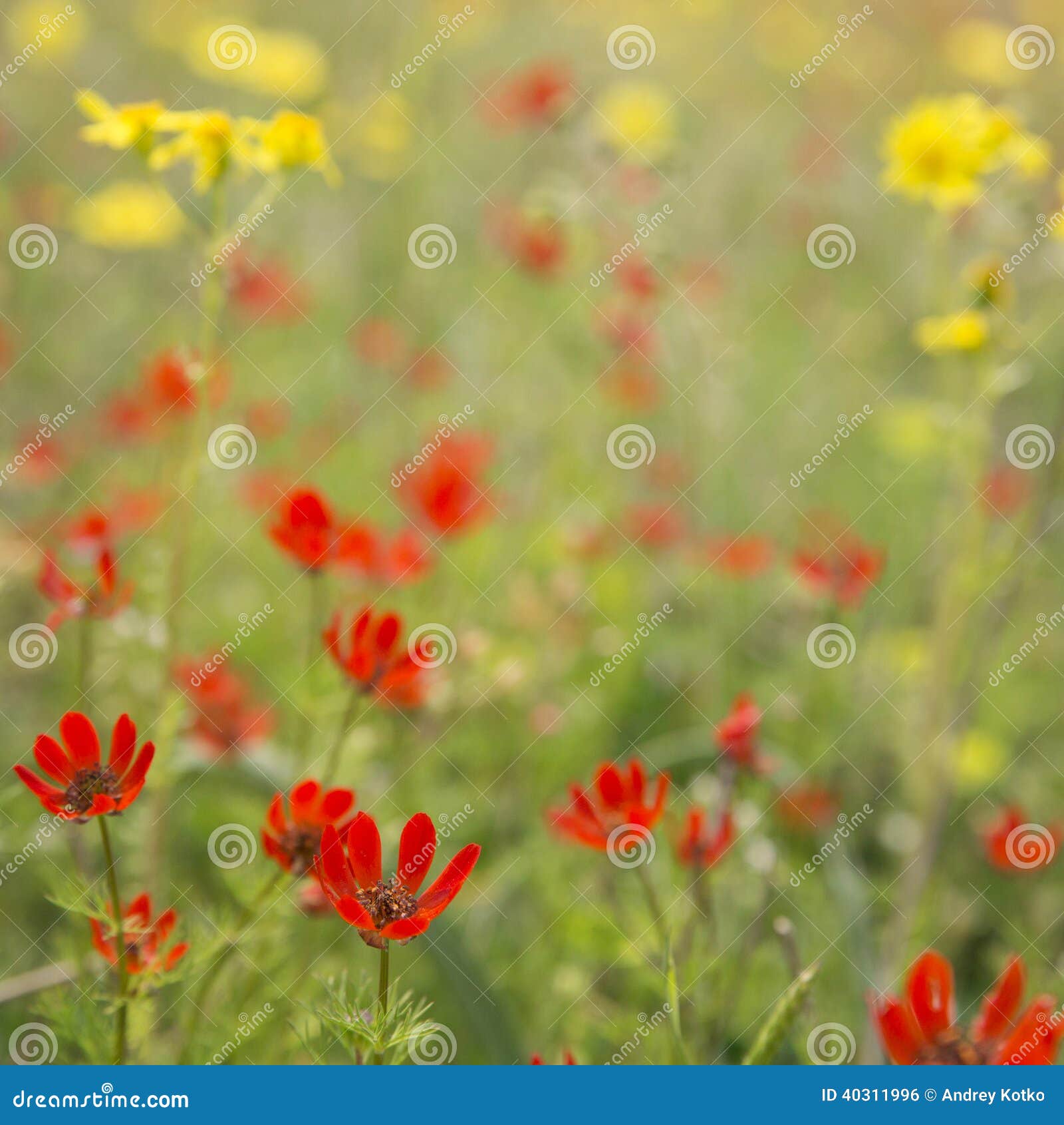 Red wildflowers stock photo. Image of natural, bunch 40311996