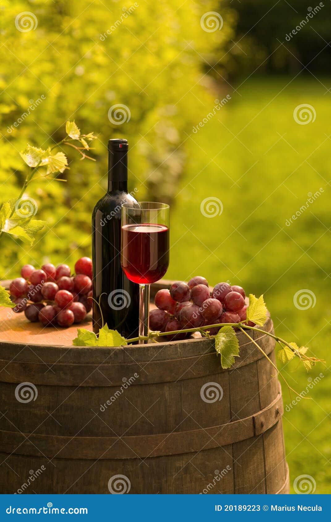 Red Wine Bottle, Wineglass and Grapes in Vineyard Stock Image - Image ...