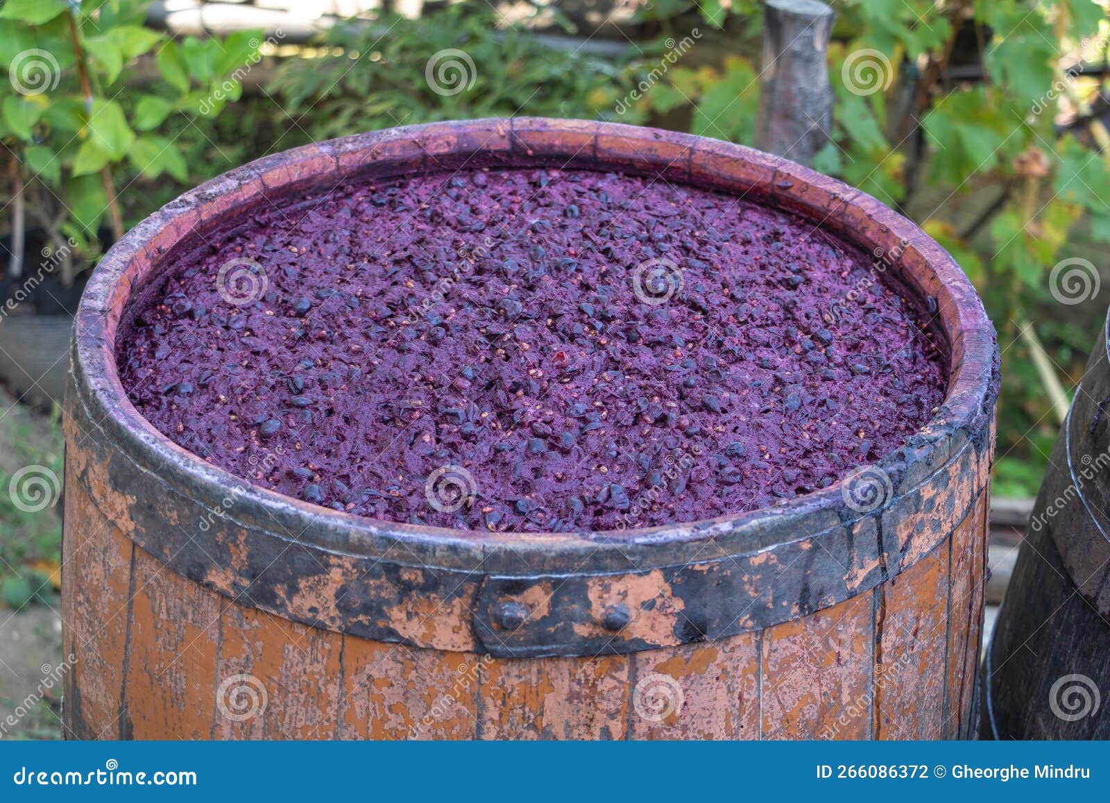 red wine that ferments in a wooden barrel - in the process of making wine concept