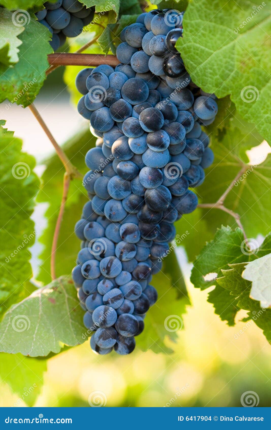 red wine grape cluster