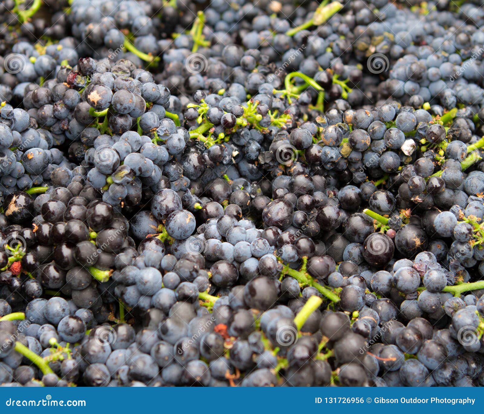 Red Wine Grape Clusters stock photo. Image of green - 131726956