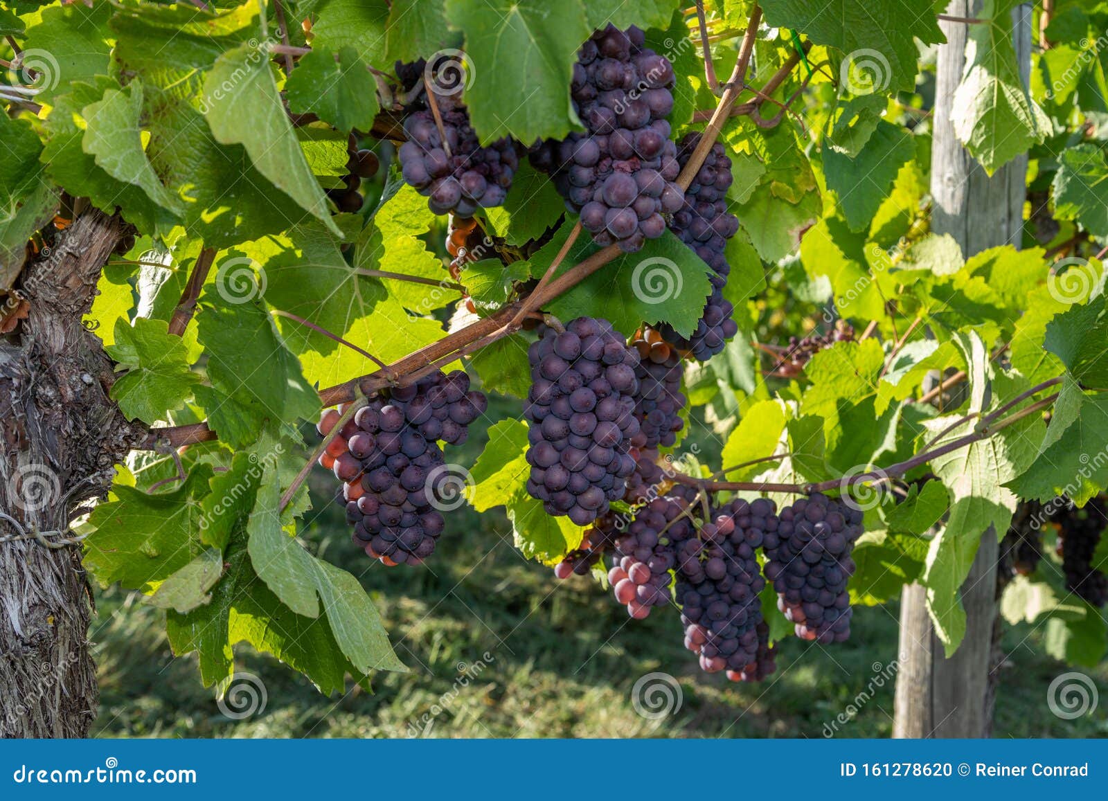 red wine grape pinot gris