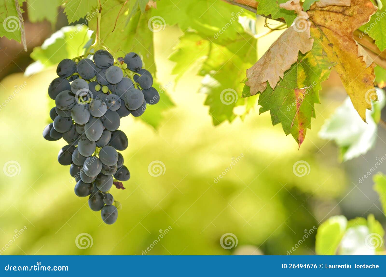 Red Wine Grapes stock photo. Image of eating, relax, celebration 26494676