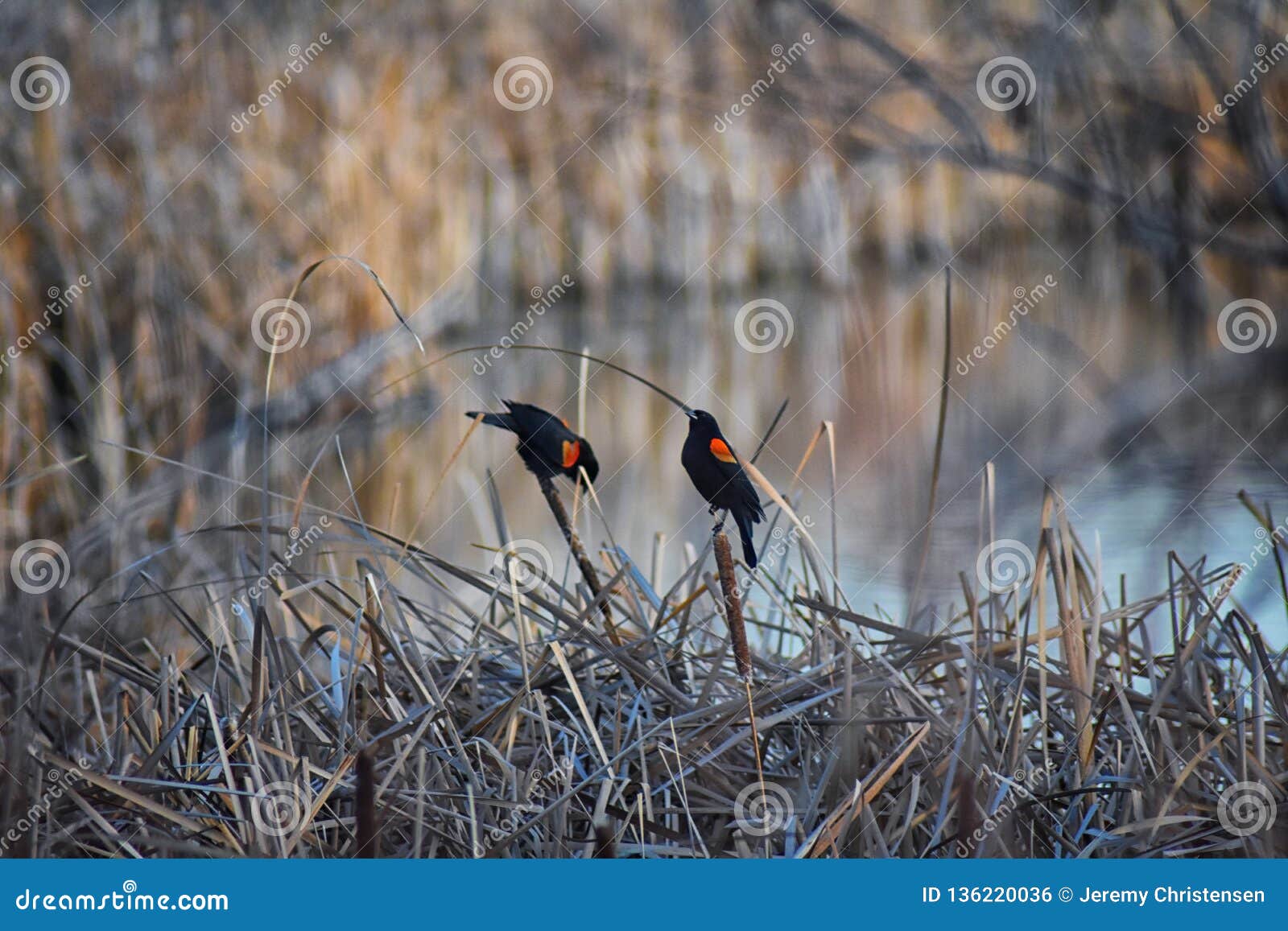 red winged blackbird agelaius phoeniceus close up in the wild in colorado is a passerine bird of the family icteridae found in m