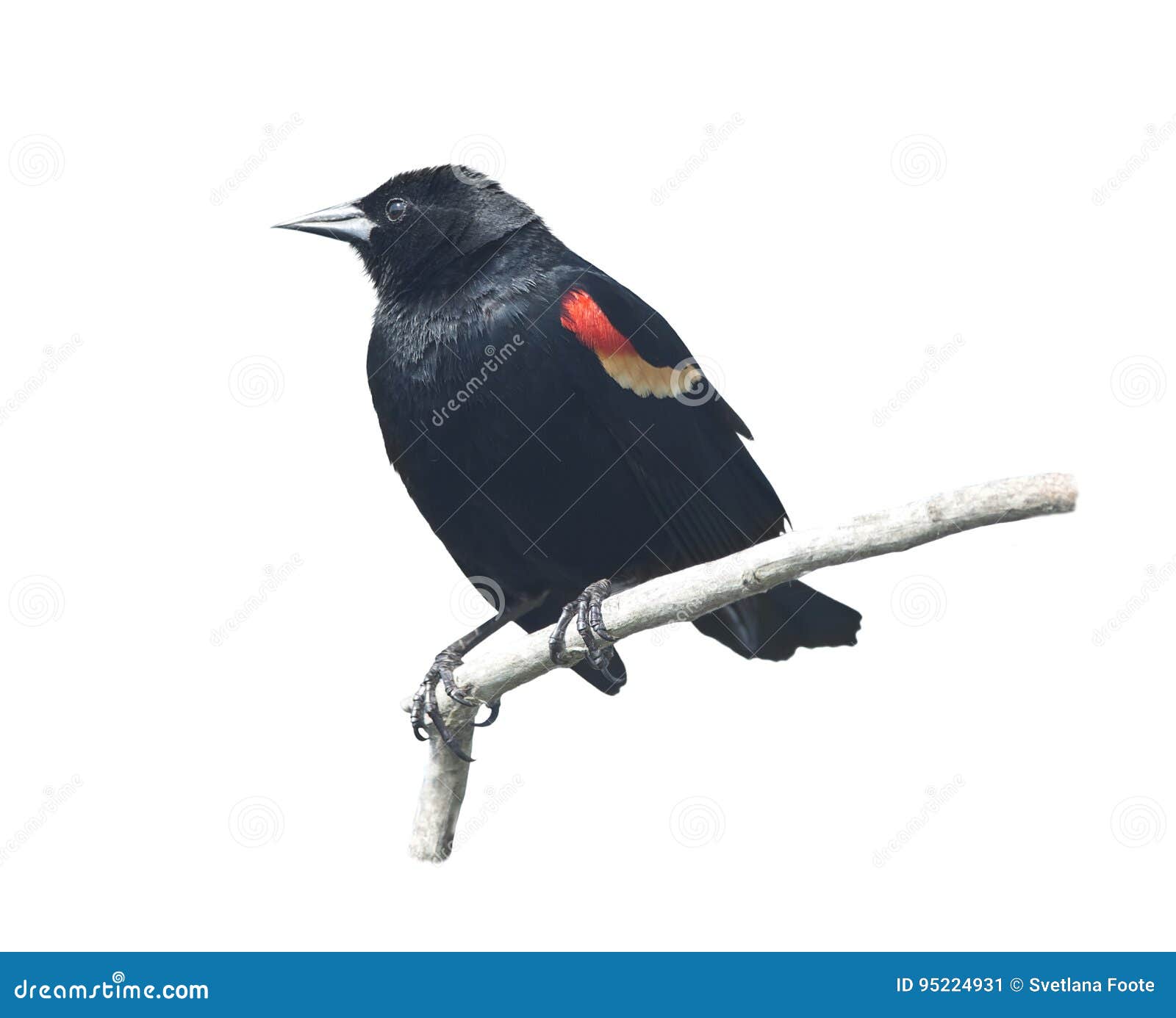 RedWinged Blackbird male stock image. Image of white 95224931