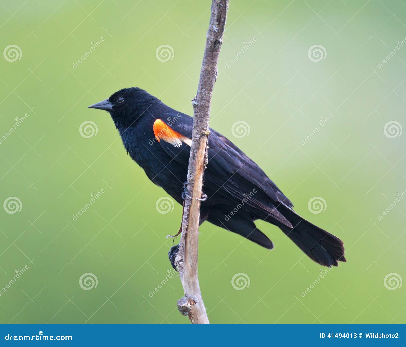 Red-winged Merelprofiel. Een profielmening van een mannelijke Red-winged Merel die op een tak rusten