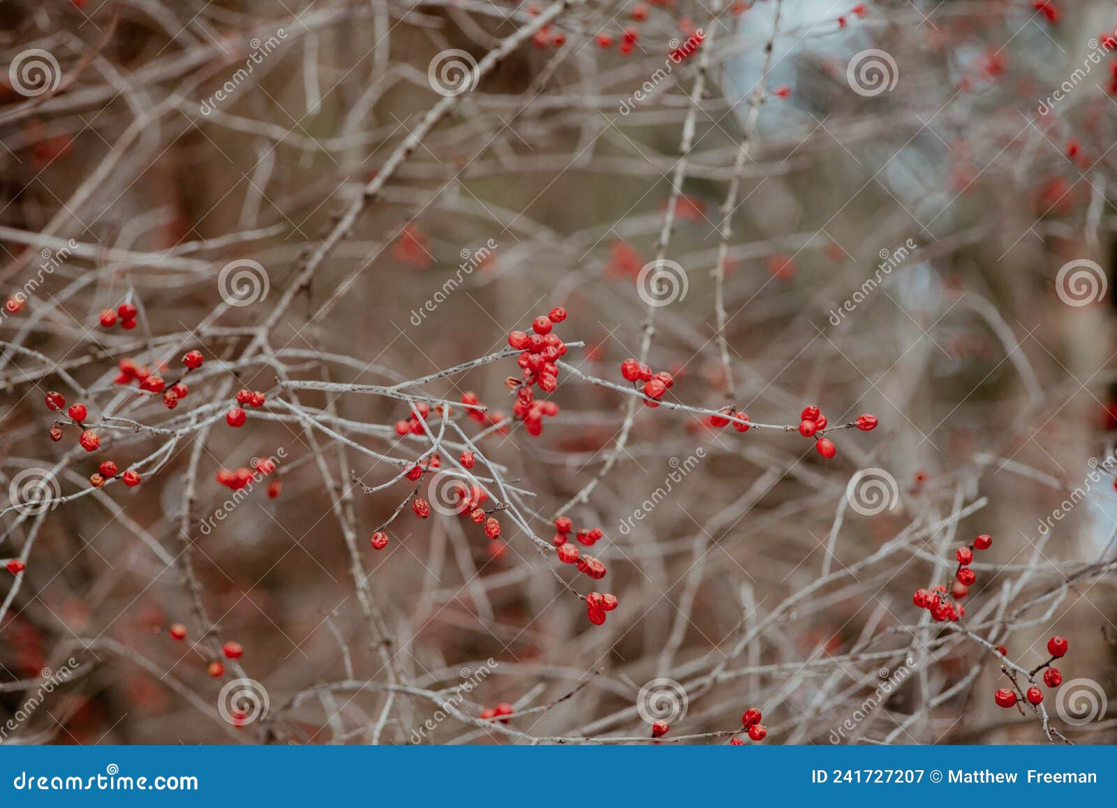 Red winter berries ontario stock image. Image of brown 241727207