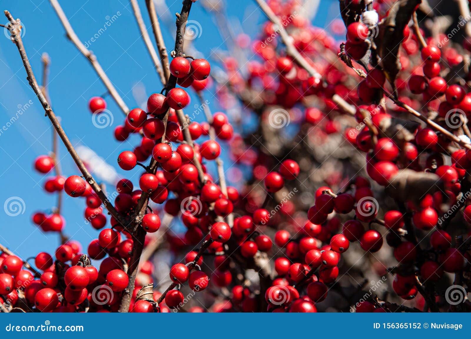 Red Winter Berry Holly Berry Close Up Details Stock Photo - Image of ...