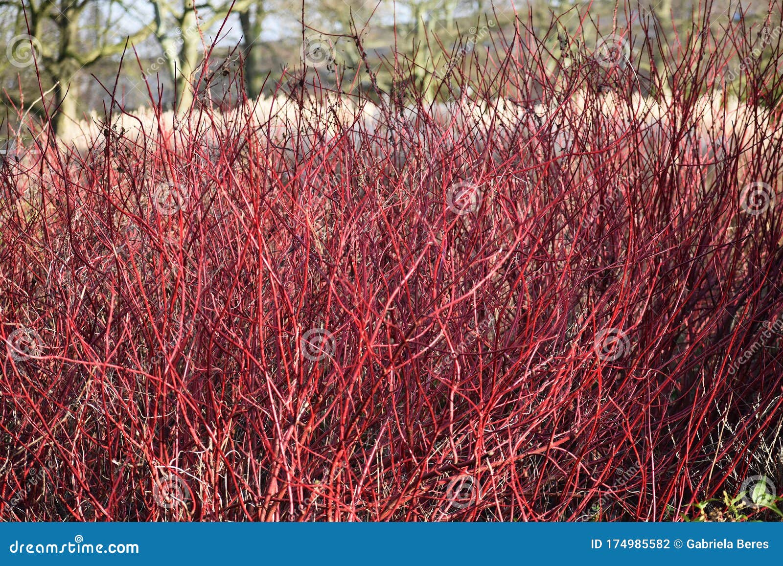 red winter stems of the cornus alba elegantissima.