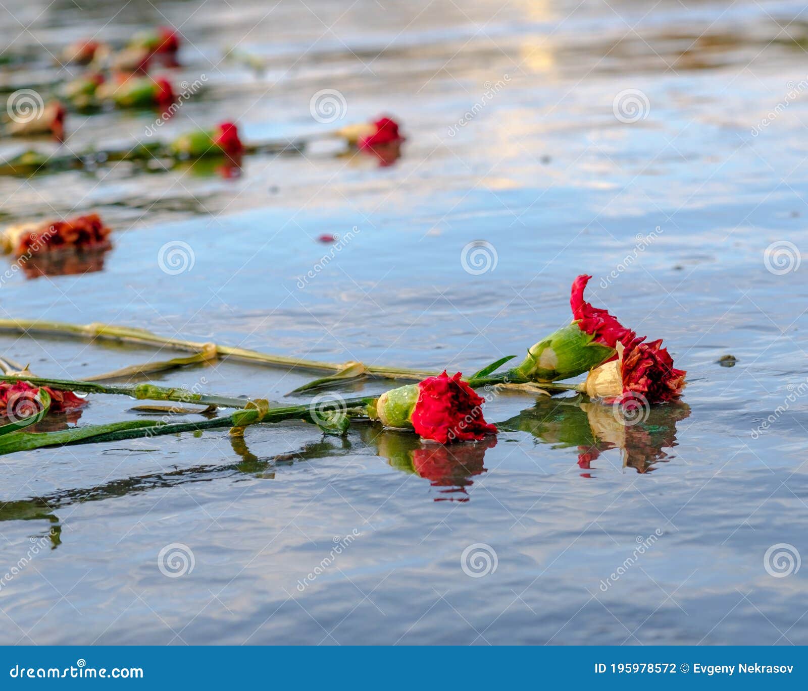 Red Withered Carnations Lie on the Wet Stone Surface. Dead Flowers are ...