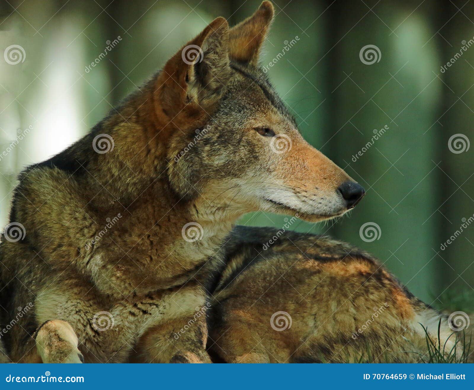 Red Wolf stock image. Image of rufus, florida, portrait 70764659