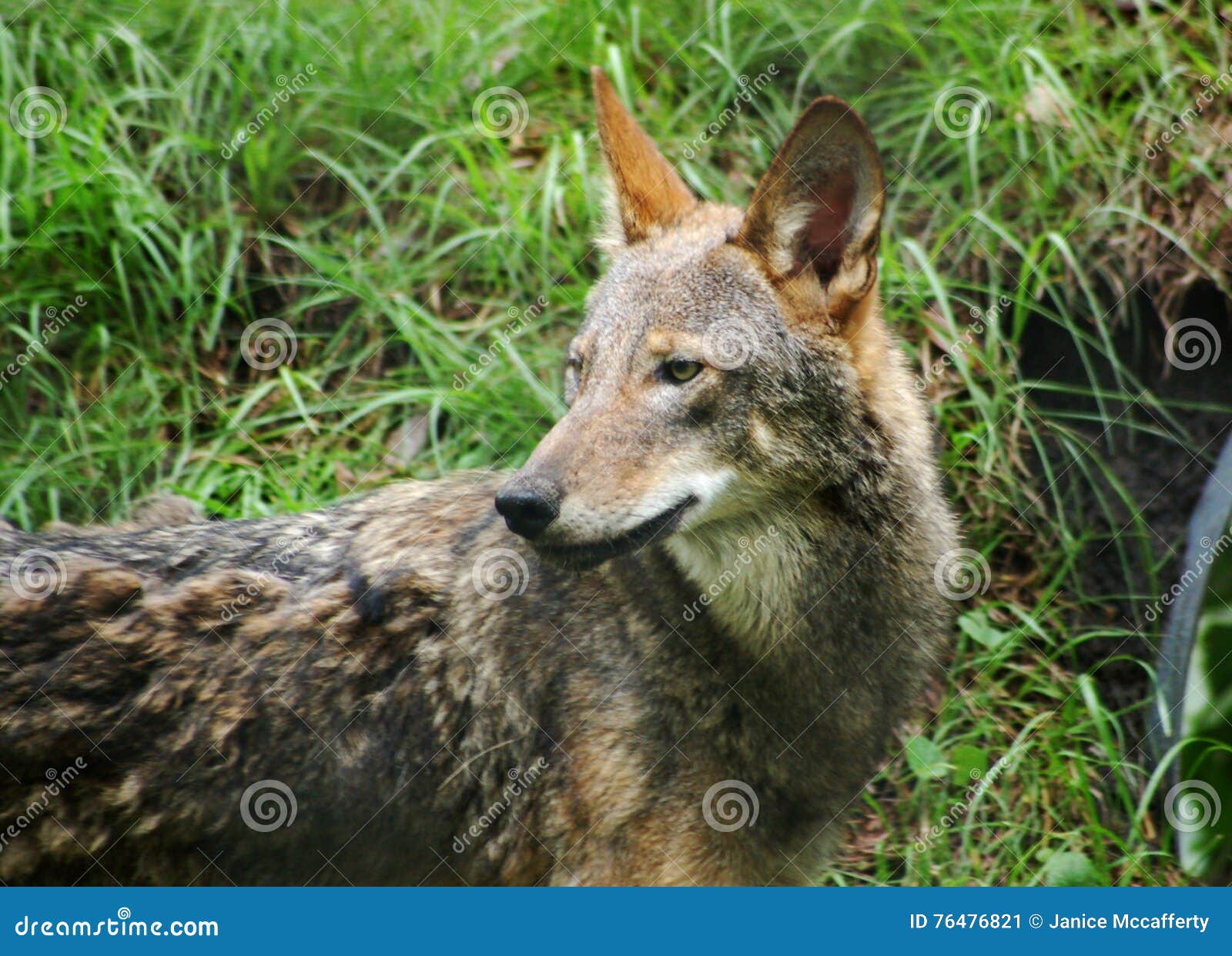 red wolf endangered species