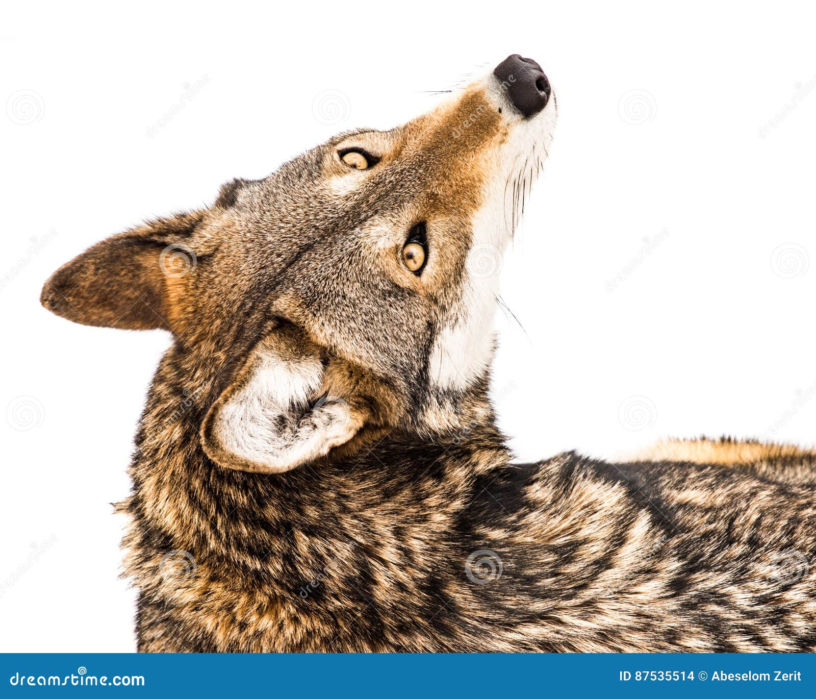 Red Wolf in Snow XI stock photo. Image of snowfall, nature 87535514