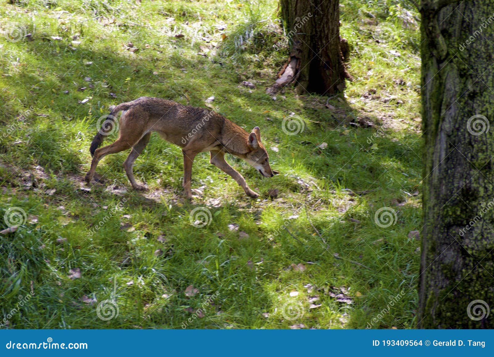 canis rufus canis rufus