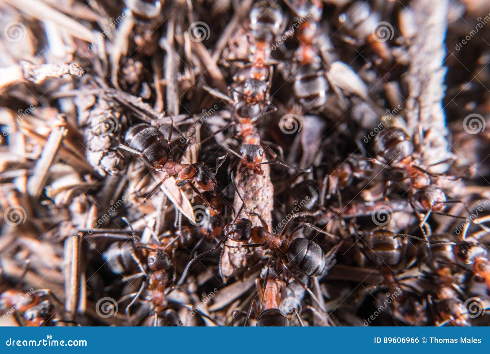 Red wood ant hill stock photo. Image of chemical, ants 89606966