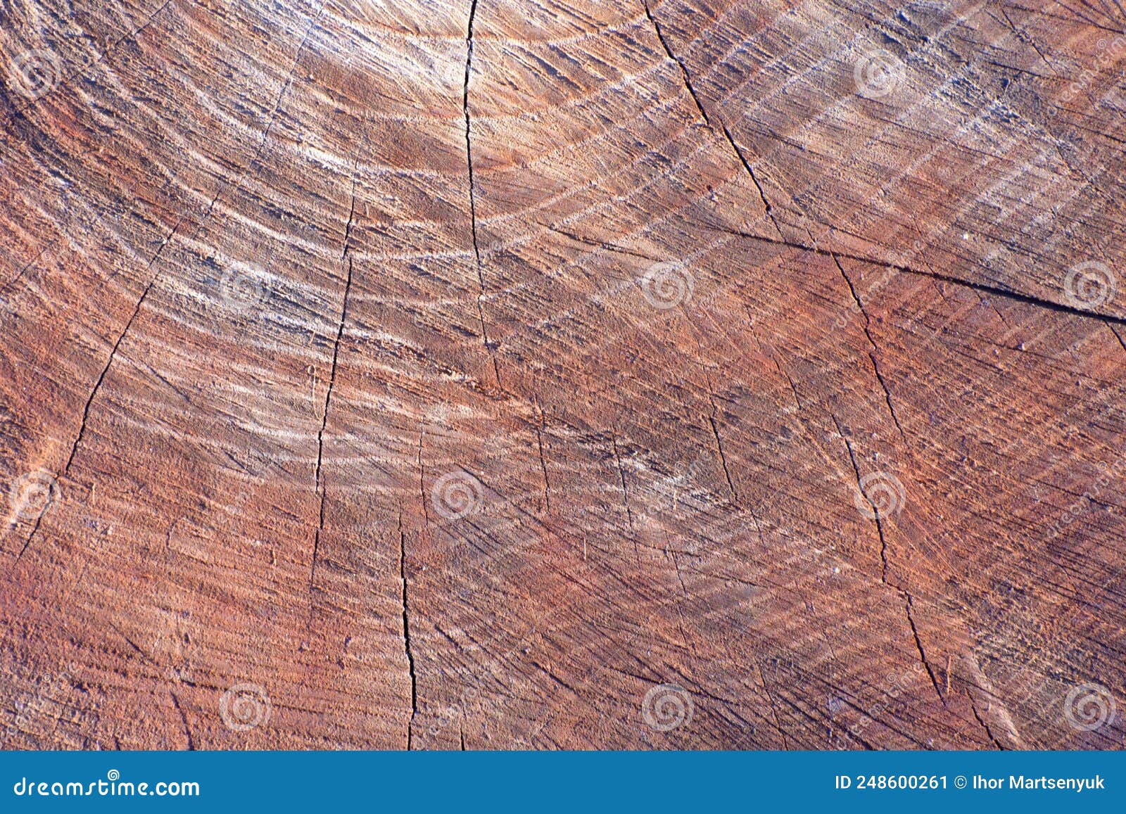Red Wood Texture on a Stump Cut Stock Image Image of material, round