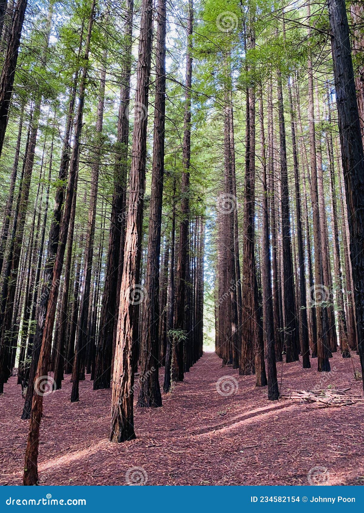 Red woods stock photo. Image of woods, straight, planted 234582154