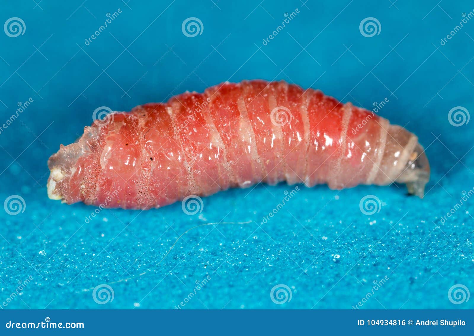 Red Worm Of Maggots On A White Background RoyaltyFree Stock