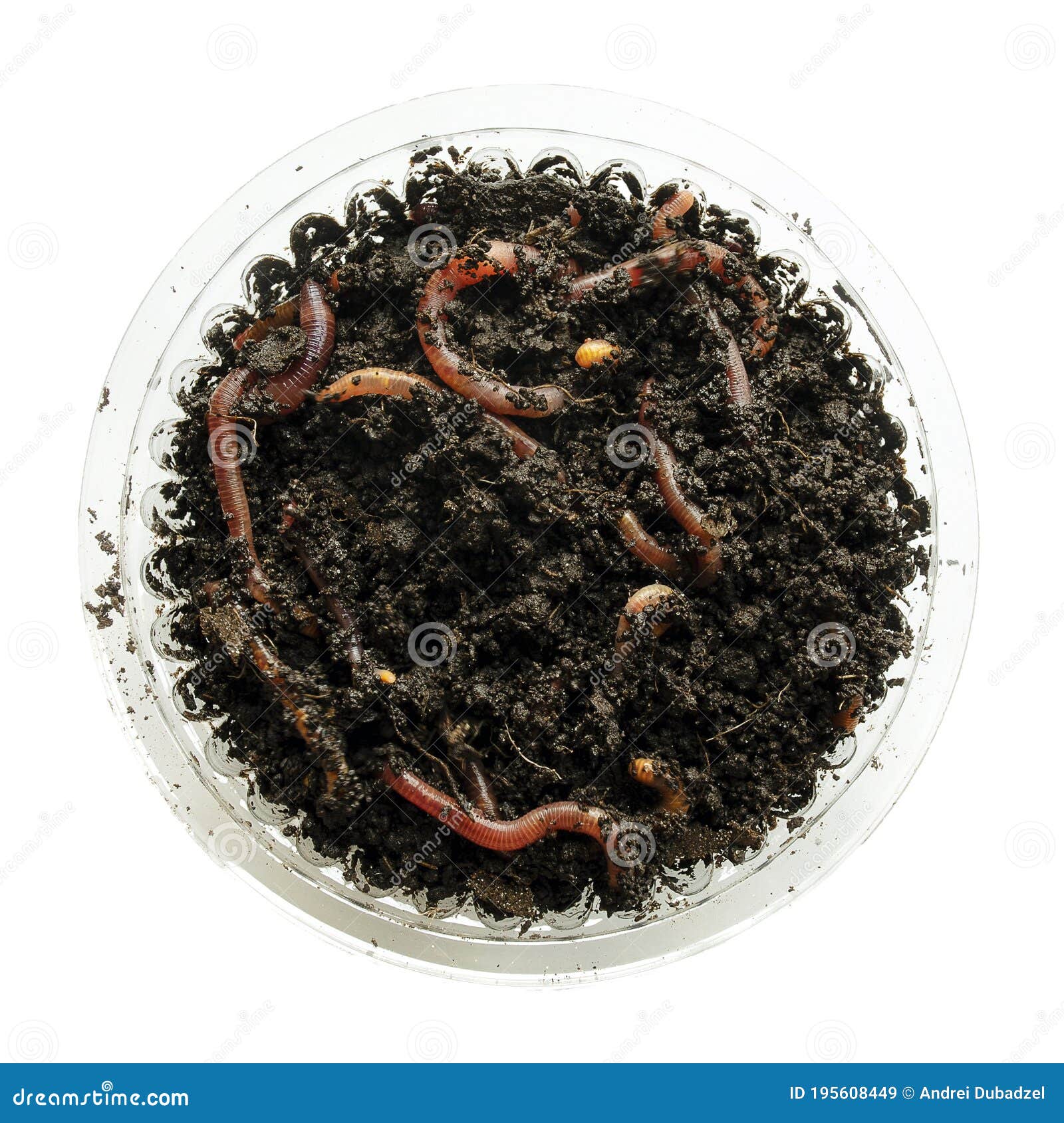 Red Worms in a Box in the Manure Isolated on a White Background