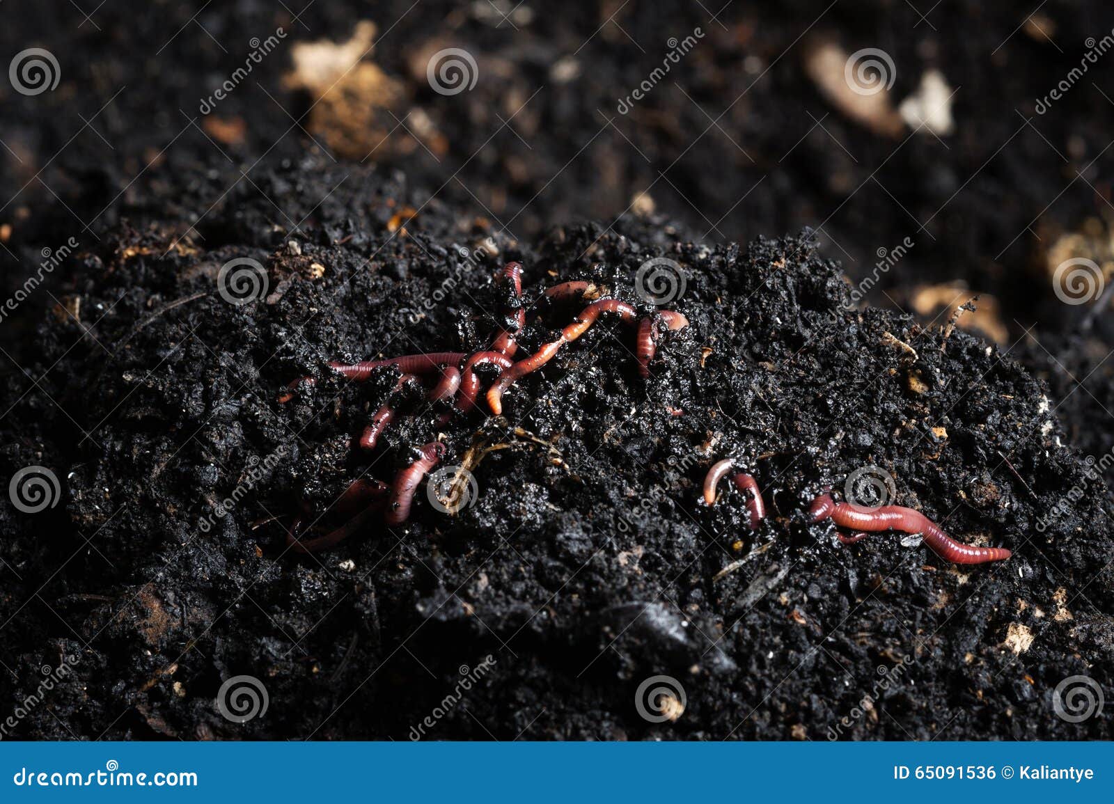 download red worm composting download red worm composting
