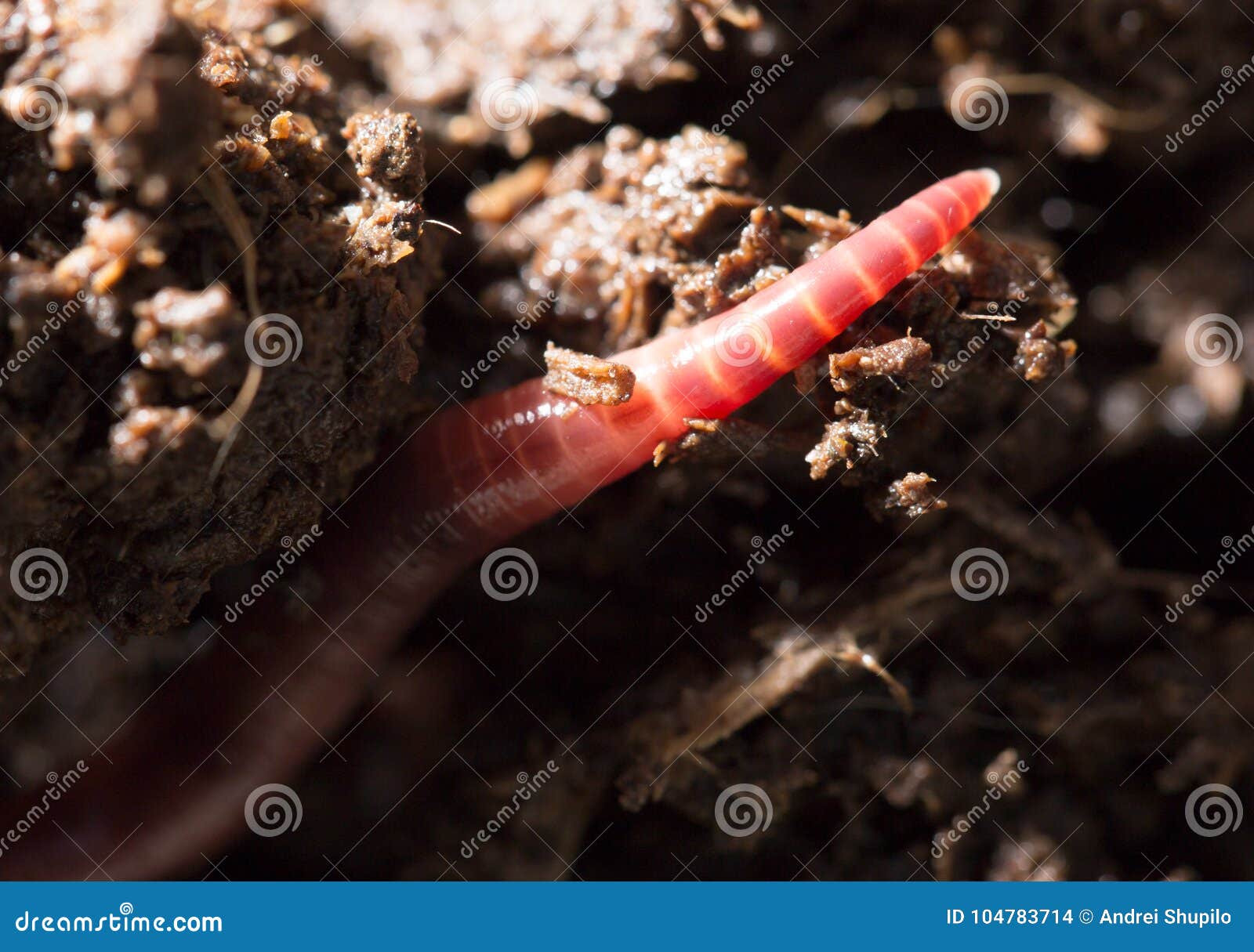 download red worm composting download red worm composting