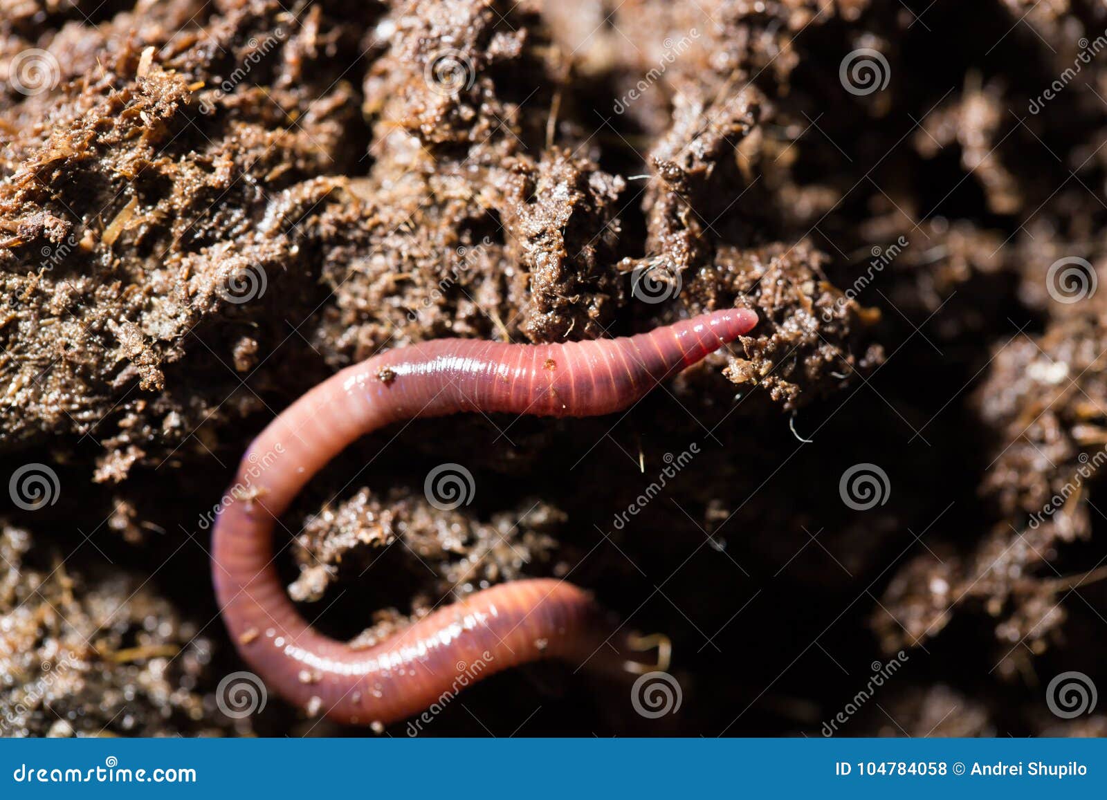 download red worm composting download red worm composting