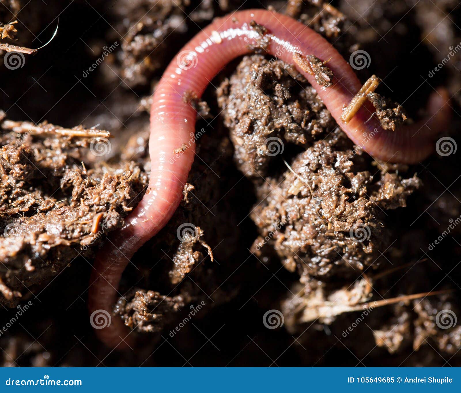 Red Worms in Compost. Macro Stock Image Image of garden, bait 105649685