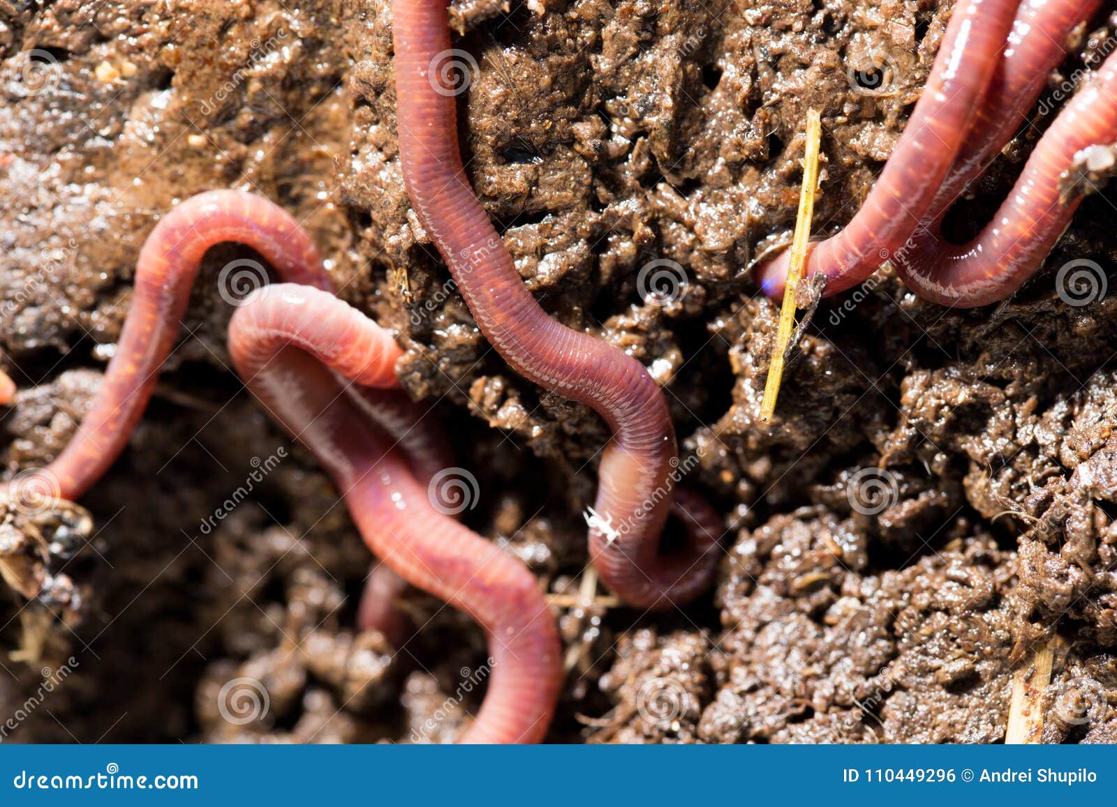 395 Worms Dendrobena Stock Photos - Free & Royalty-Free Stock Photos from  Dreamstime