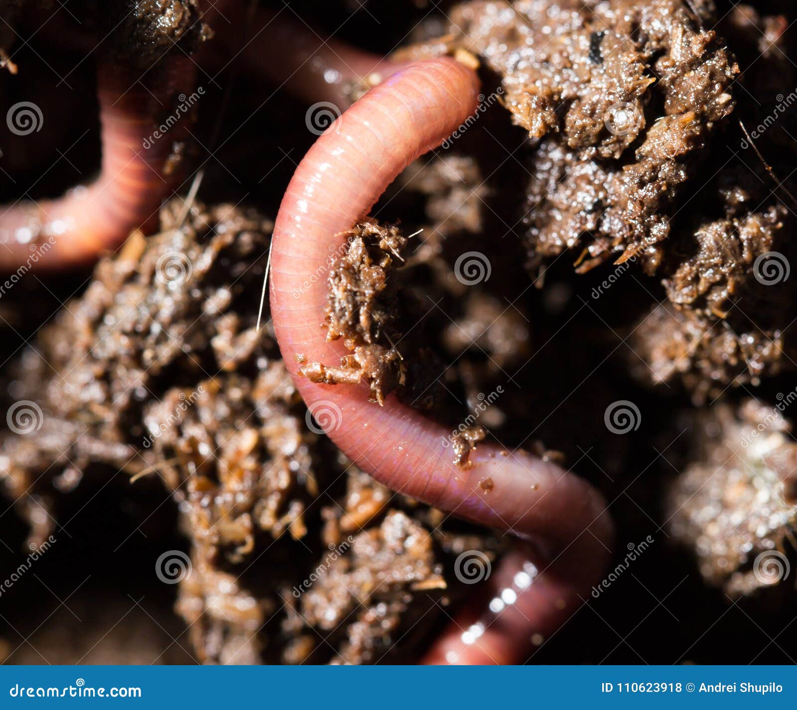 download red worm composting download red worm composting