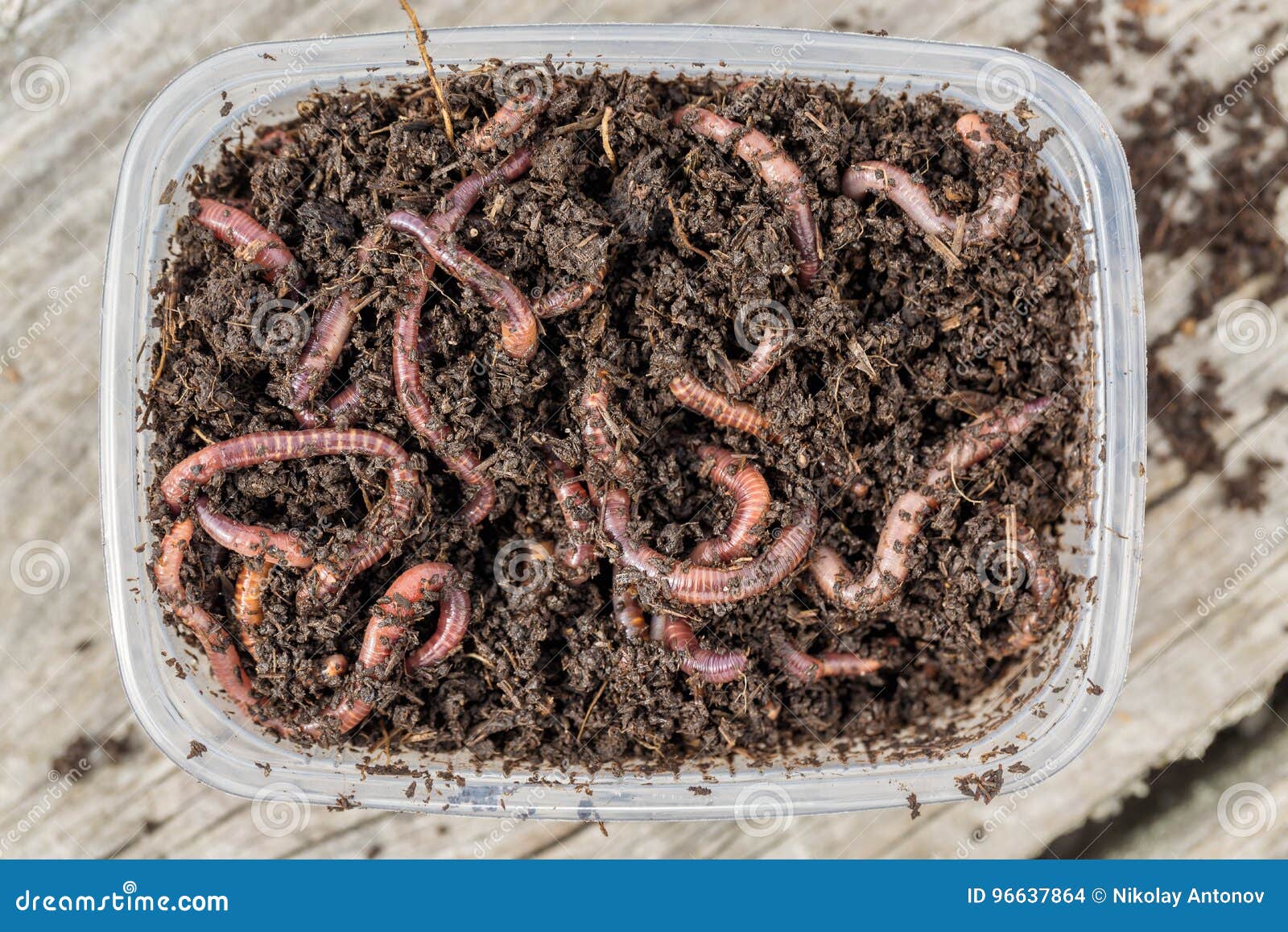 Red Worms Dendrobena in a Box in Manure, Earthworm Live Bait for