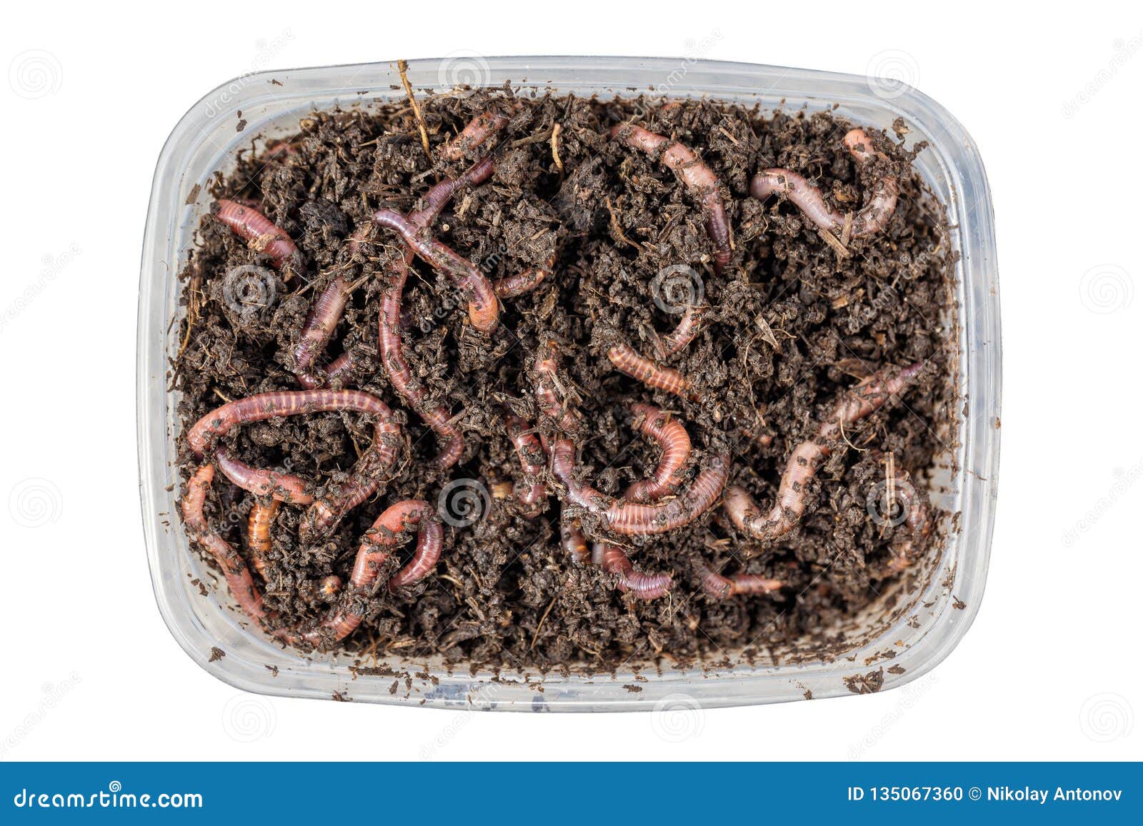 Red Worms Dendrobena in a Box in Manure, Earthworm Live Bait for
