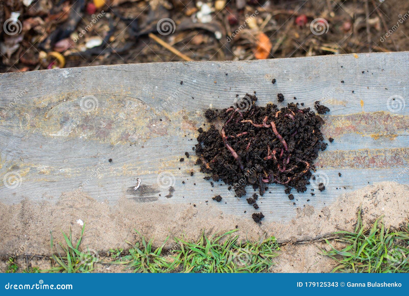 Red Worms among Solid Waste in the Backyard. Stock Image Image of