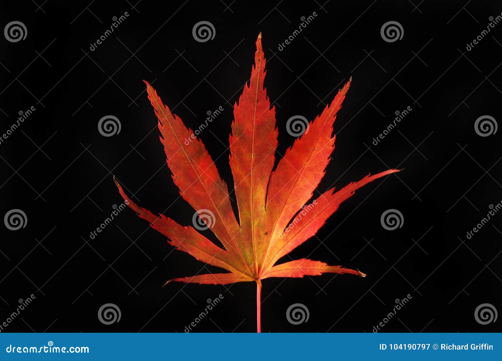 Autumnal Acer Leaf Against Black Stock Image - Image of yellow, autumn