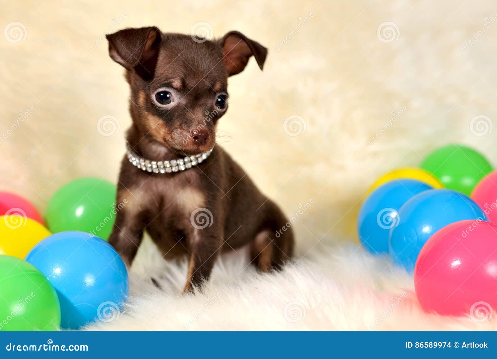 russian toy terrier short hair