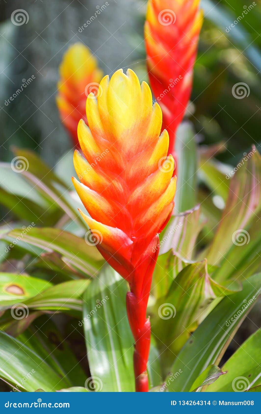 Red and Yellow Bromeliads Flowers Stock Photo Image of sunlight