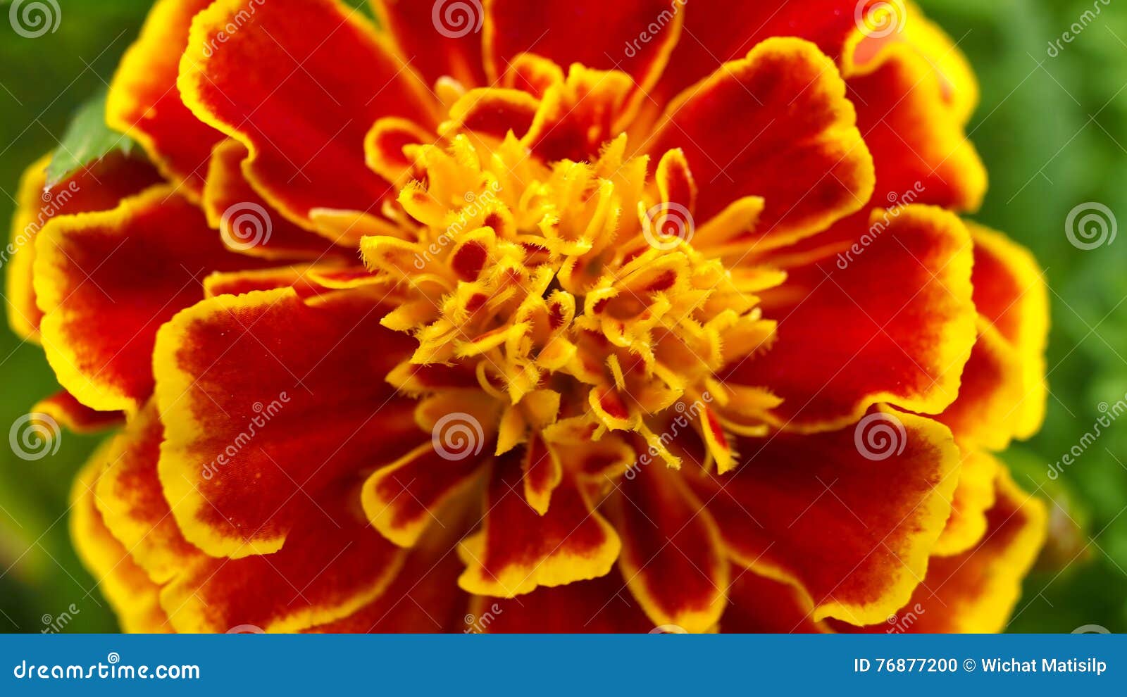 Red Yellow Calendula Flower Blooming Stock Photo - Image of bloom, meadow:  76877200