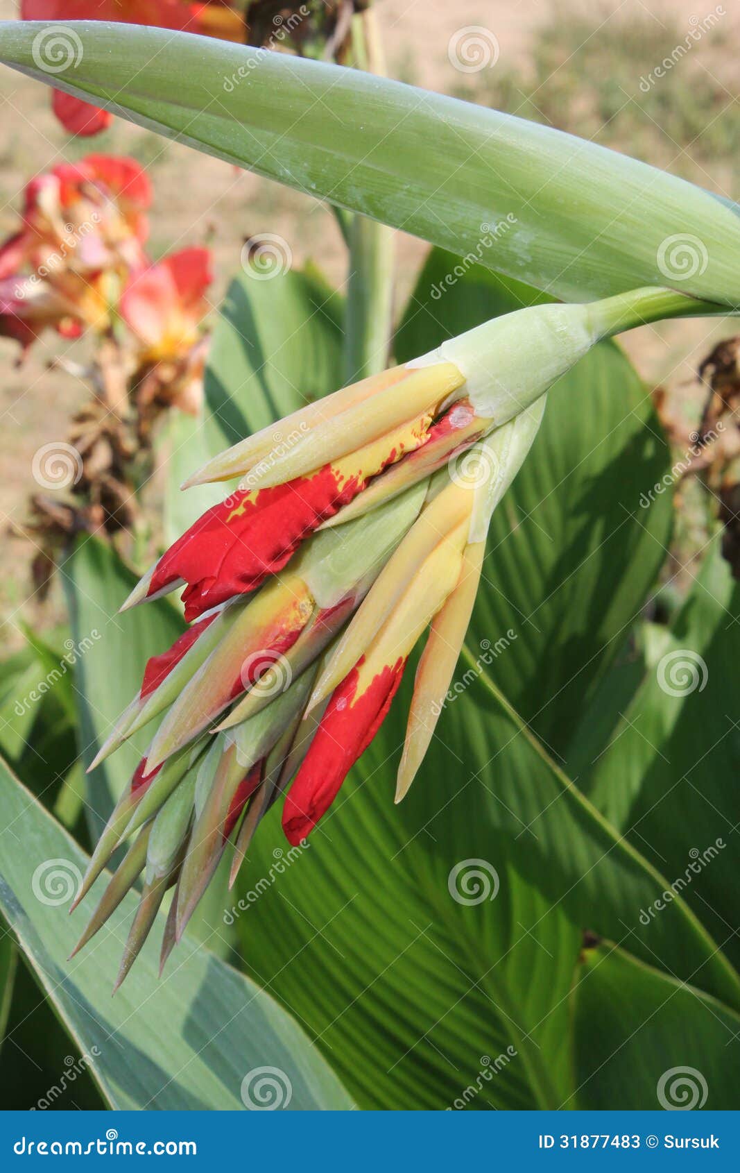 Red And Yellow Canna Flower Buds Stock Image Image Of Petals Outdoor 31877483