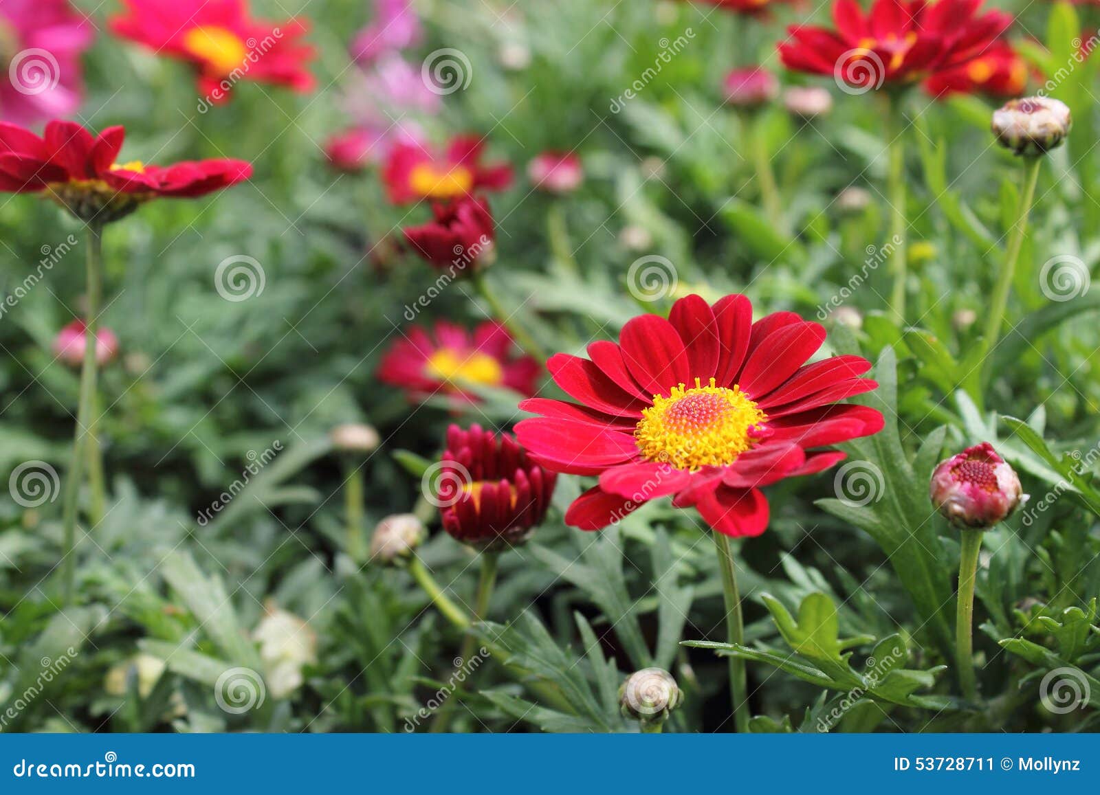 Red and Yellow Daisies stock image. Image of flower, background 53728711