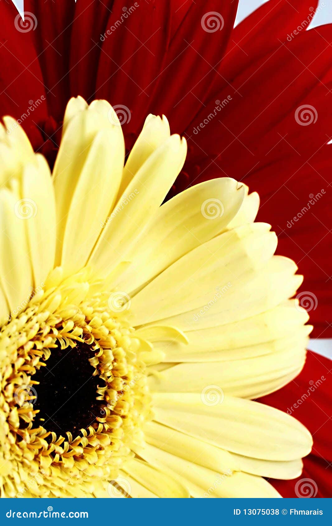 Red and yellow flower stock photo. Image of burgundy 13075038