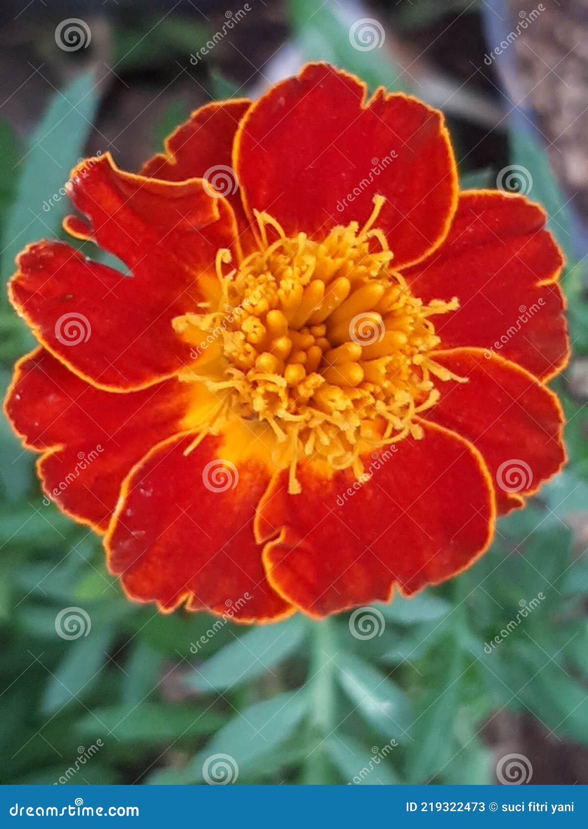 Red yellow flower stock image. Image of blossom, flower 219322473