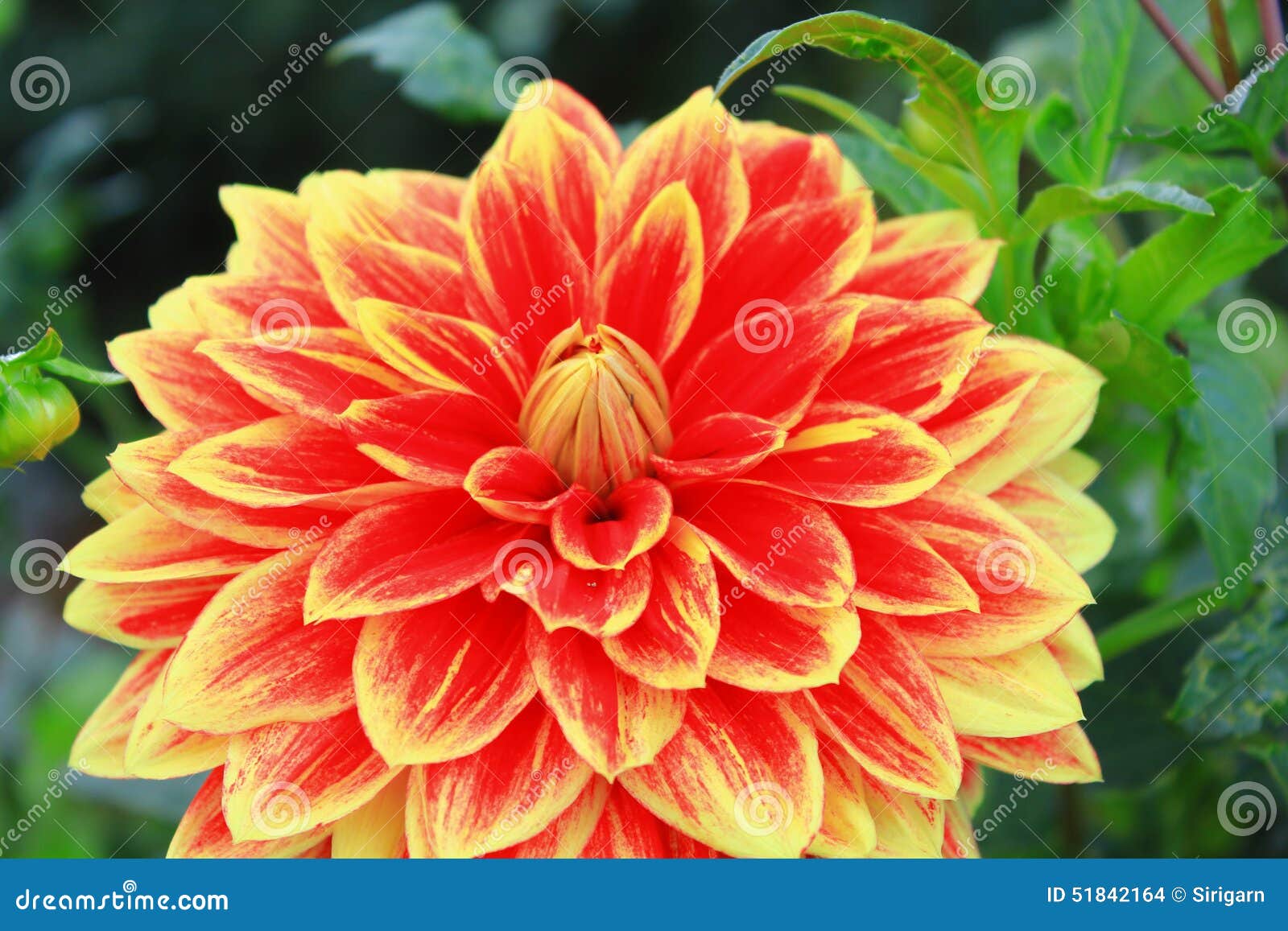 Red and yellow flower stock photo. Image of vivid, plant 51842164