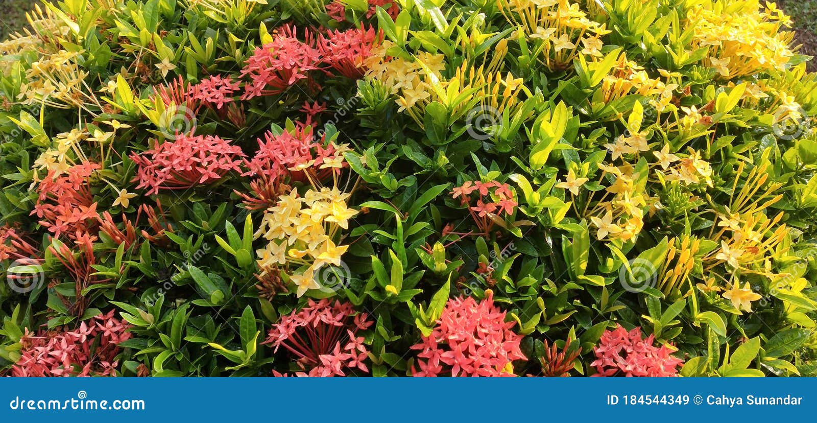 Red and Yellow Flower at the Garden Stock Image Image of evergreen