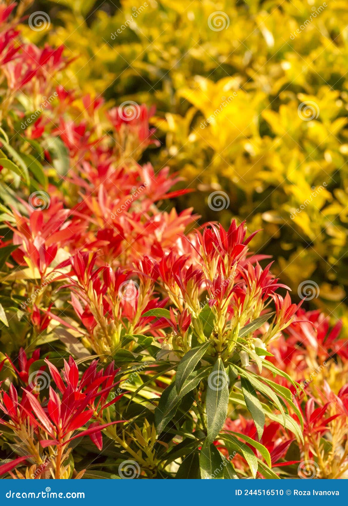 Red and yellow flowers stock photo. Image of flowers 244516510