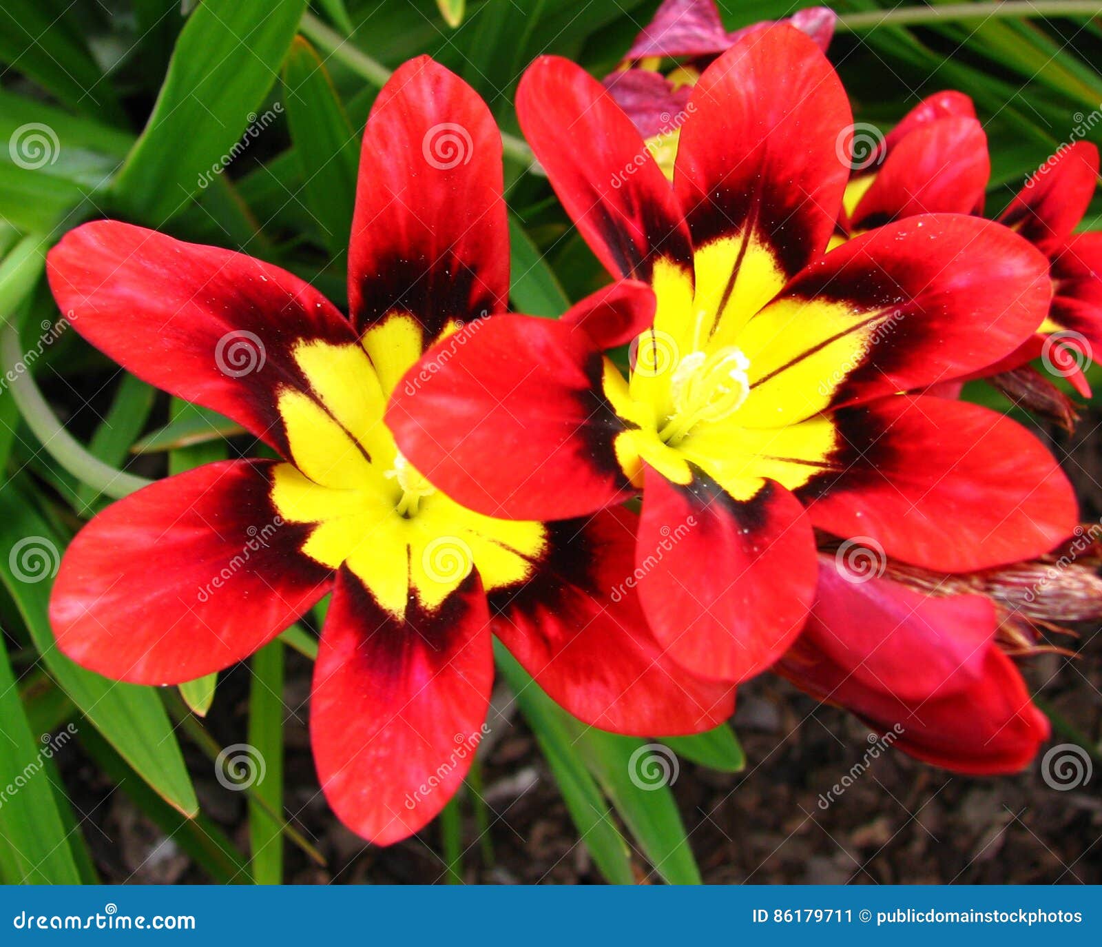 Redandyellow Flowers Picture. Image 86179711