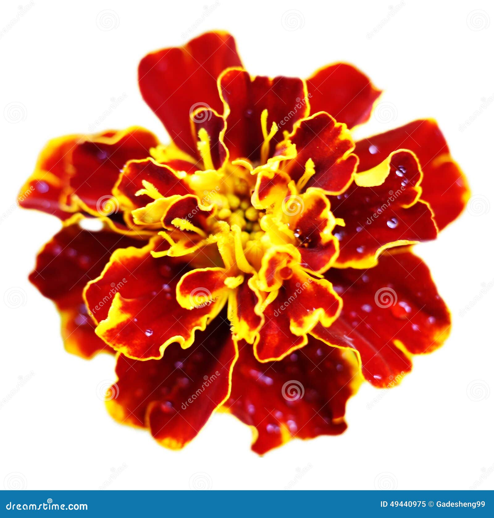 Red Yellow Flowers Background Stock Image Image of blossom, bloom