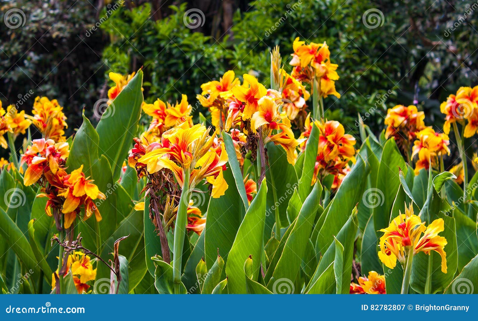 A Closeup of Bright Red Lily Yellow Flowers Growing in a Garden. Stock