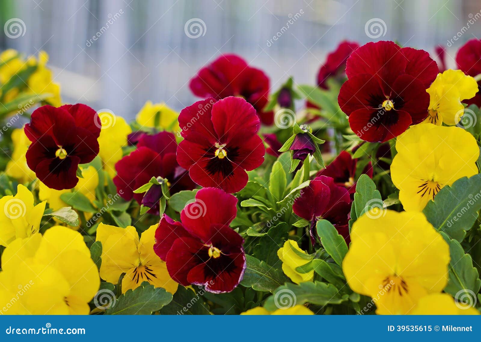 Red and yellow flowers stock image. Image of garden, colorful 39535615